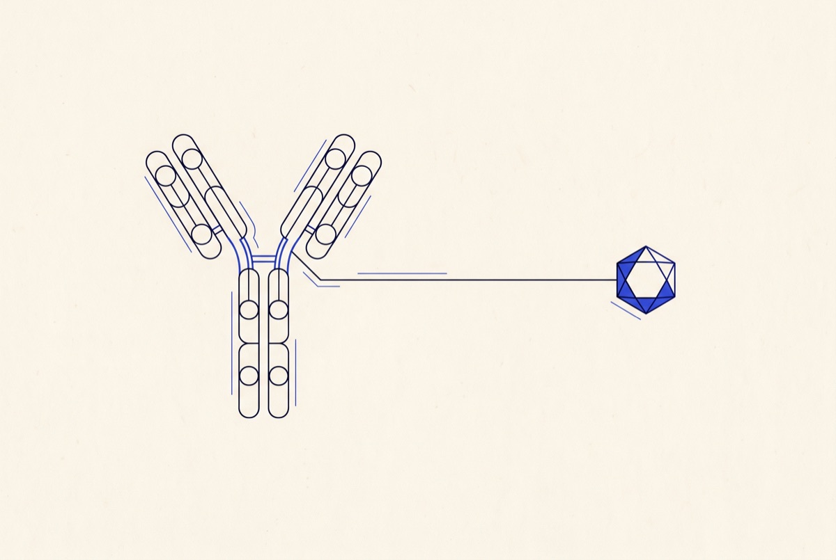 Antibody-drug conjugate schematic
